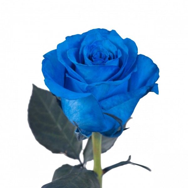Τριαντάφυλλο Μπλε ΛΟΥΛΟΥΔΙΑ 